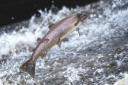 Salmon numbers are the lowest for 33 years