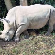 Roy the rhino has been spotted in Peebles. Photo: John Falla