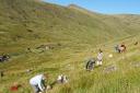 Extinction Rebellion volunteers planting trees on Talla and Gameshope last Saturday. See letter from Philip Ashmole.