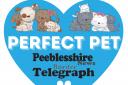 The Perfect Pet competition is run by the Border Telegraph and the Peeblesshire News