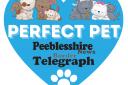 Enter your pet for a chance to win a share of £650