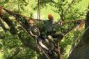 Tree climbing experiences will be offered through Wild Tree Adventures