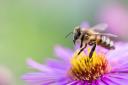 A bee pollinating a flower. Credit: Canva