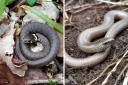 The Wildlife Trust has revealed the types of snakes that live in the UK