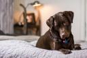 Dog owners have been warned not let their dog share a bed with them in the next few months
