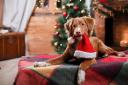Vets explain common dangers for pets at Christmas and how to avoid them. (PA)