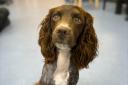 Cocker spaniel, Archie, became seriously ill after breathing in grass seeds while on a walk