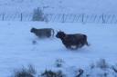 Sean Batty from STV shared 'adorable' footage of Scottish cows running through the snow on X, formally known as Twitter.