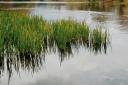 Stock image of reeds. Photo: Unsplash/Seema Miah