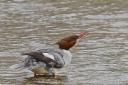 Goosanders are being blamed for the decline in salmon numbers