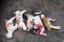 Some of the dead lambs discovered by Mr Preacher on Sunday morning
