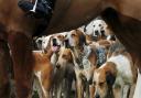 New law placing restrictions on hunting with dogs passed by Holyrood