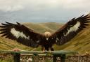 Shock, sadness and disappointment at the disappearance of golden eagle Merrick