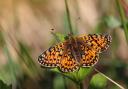 Small Pearl Bordered Fritillery