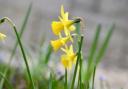 Daffodils Small Cupped Daffodil (Narcissus 'Tom Thumb')