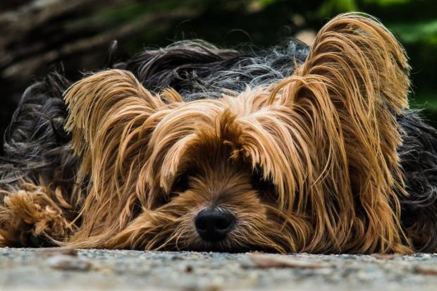 Huddersfield Ben established what breeders call the ‘type’ for the modern Yorkie - like the above - Dr Bryan Cummins said