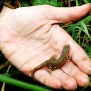 Undated handout file photo of a great crested newt. Photo: Mandy Jones/PA Wire