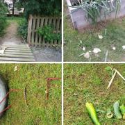 Vandalism in the garden has been a serious problem during the summer holidays. Photos: Peebles CAN Garden