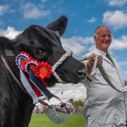 Iain Campbell from Gordon near Kelso scoops the Chapion of Champions prize today with his yearling heifer Aberdeen Angus, Gordon Blackcherry. Photo: PHIL WILKINSON