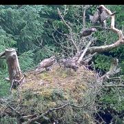 The whole family at the nest. Photo: Tweed Valley Osprey Project