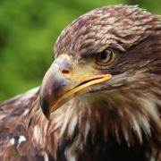 South of Scotland Golden Eagle Project