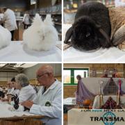 Over 40 breeds of rabbit on show at Borders Events Centre.
