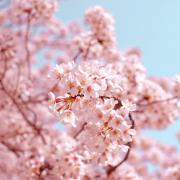 A cherry blossom tree. Photo: Unsplash/AJ
