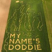 Image of Doddie Weir jumping in a lineout in a field of rye at Gloagburn Farm