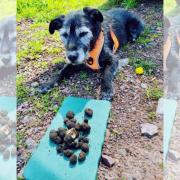 Fourteen-year-old Mowgli is truffle hunting after pioneering stem cell treatment at Greenside Veterinary Practice.