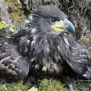 Mar'verick the white-tailed eagle. Photo: National Trust for Scotland