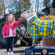 RHASS  raffles off their colourful  ‘Flock to the Show’ sheep sculptures