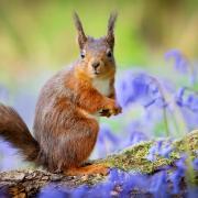 Red squirrels have strongholds in places like the Highlands
