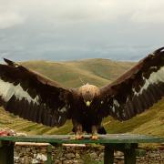 Shock, sadness and disappointment at the disappearance of golden eagle Merrick