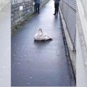 A swan found injured along a path near Tweedbank has sadly been put to sleep, the SSPCA has reported