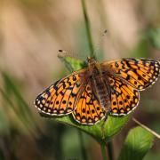 Small Pearl Bordered Fritillery