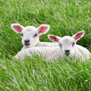Kersheugh Farm in Jedburgh in the Scottish Borders was named the best Easter day out in Scotland for its lamb bottle feeding