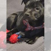 Lady, a black Staffordshire Bull Terrier puppy, has been missing since Sunday (March 31)