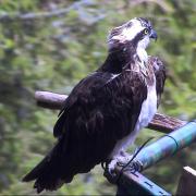 Mrs O pictured at nest 1. Photo: Tweed Valley Osprey Project
