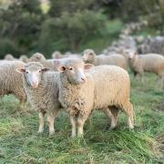 Stock sheep image. Photo: Unsplash/Tanner Yould