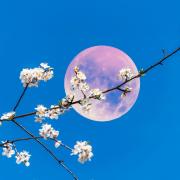The Pink Moon will be visible in UK skies this week