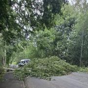 A fallen tree near Boleside