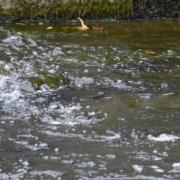 A flood warning has been issued for a section of the River Tweed