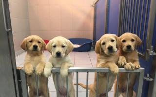 Puppies, which are in need of training to become guide dogs, are in need of foster homes in the Borders. Photo: Guide Dogs