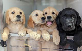 Guide Dogs is on the lookout for Borders volunteers