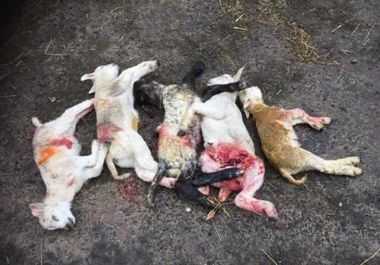 Some of the dead lambs discovered by Mr Preacher on Sunday morning
